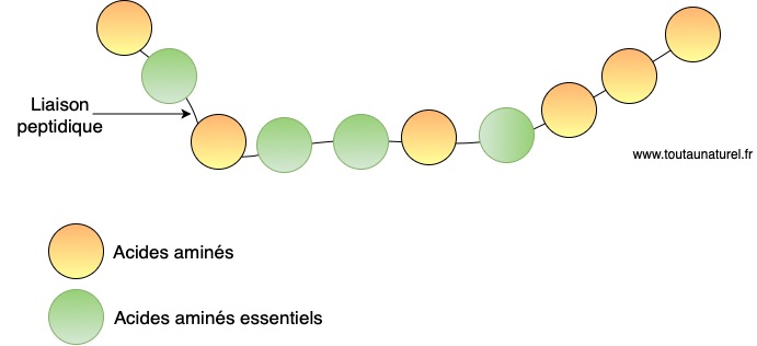 Schéma d'une protéine et de ses acides aminés