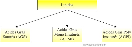 Schéma lipides AGS AGMI AGPI 